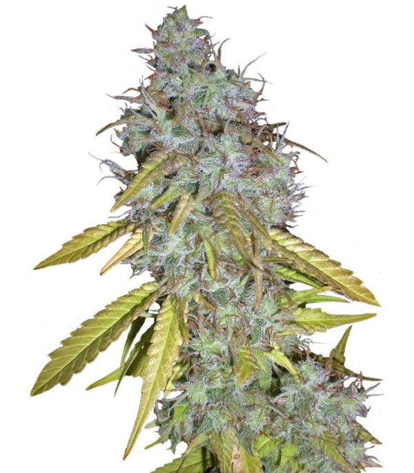Семена сорта Red Cherry Berry (Barney's Farm)