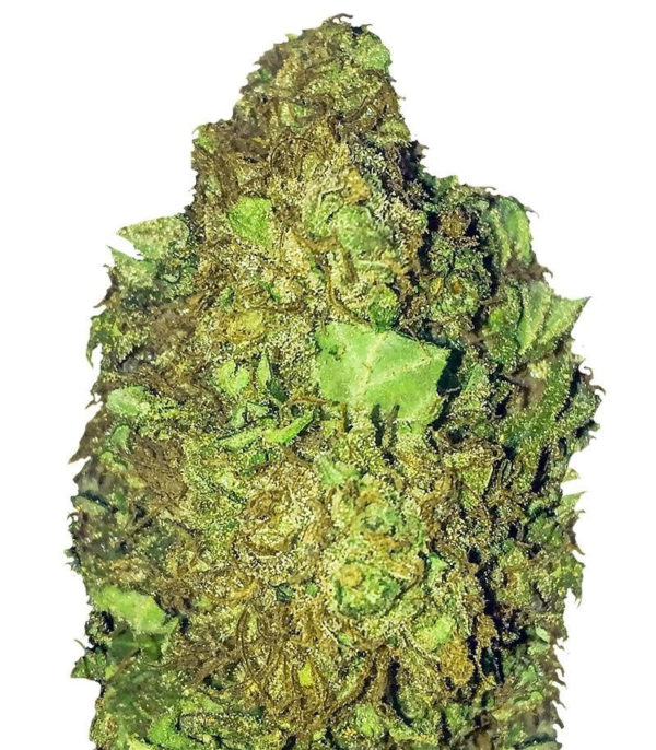 Short & Sweet Auto fem (Heavyweight Seeds)