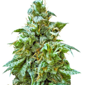 Superb OG fem (Heavyweight Seeds)