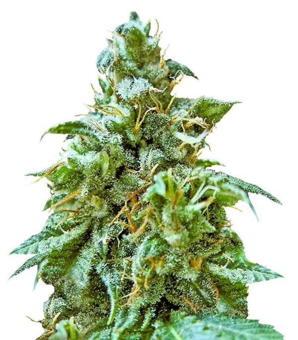 Superb OG fem (Heavyweight Seeds)