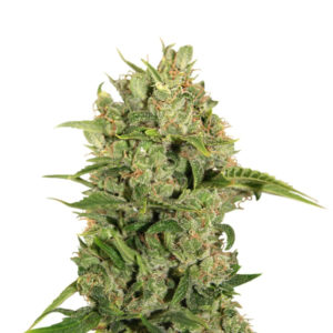 Triple Cheese fem (Barney's Farm)