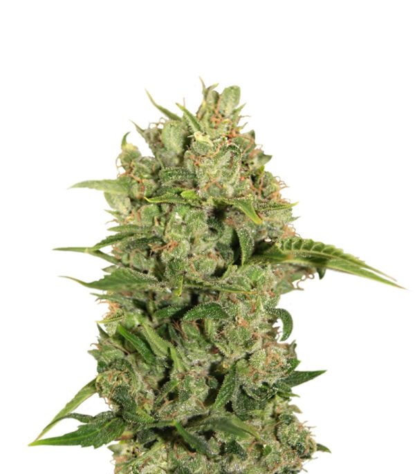 Triple Cheese fem (Barney's Farm)