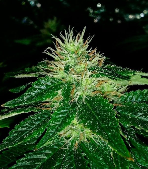 Семена сорта Afghan Cow fem (Dr. Krippling Seeds) — изображение 2