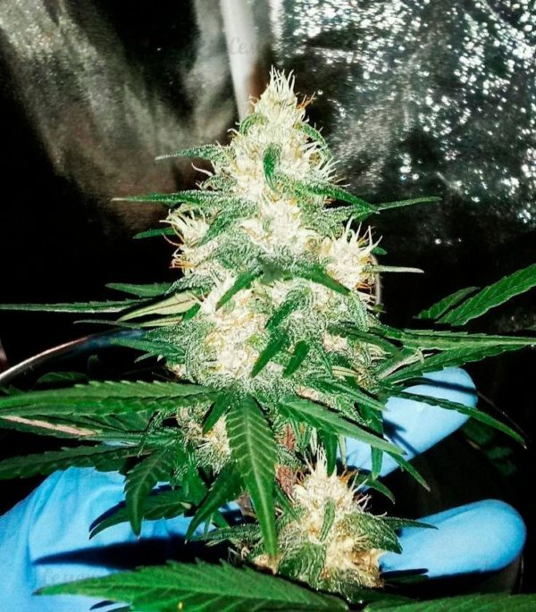 Семена сорта Afghan Cow fem (Dr. Krippling Seeds) — изображение 4
