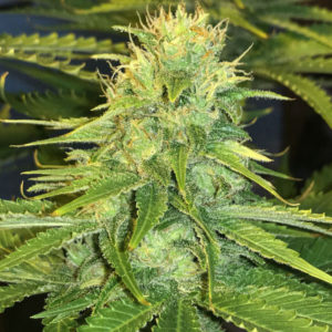 American Pie fem (Pyramid Seeds)
