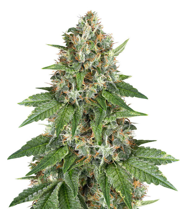 Auto Do-Si-Dos Cookies fem (00 Seeds)