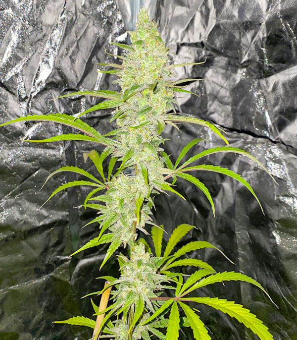 Семена сорта Auto Gelato #33 fem (Advanced Seeds) — изображение 2