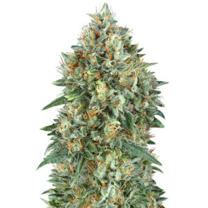 Семена сорта Auto Gelato #33 fem (Advanced Seeds)