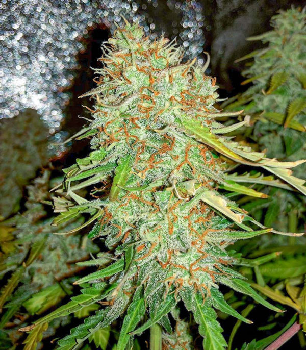 Семена сорта Auto Gorilla Blue fem (Advanced Seeds) — изображение 3