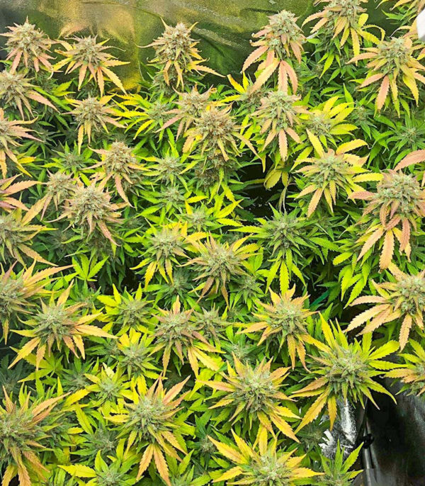 Семена сорта Auto Gorilla Blue fem (Advanced Seeds) — изображение 2