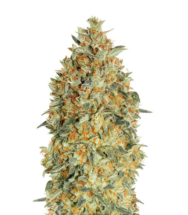 Семена сорта Auto Gorilla Blue fem (Advanced Seeds)