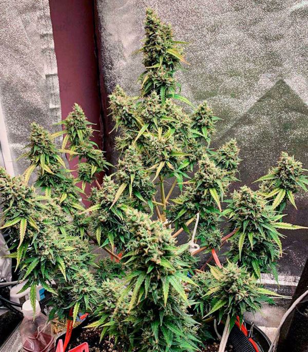 Семена сорта Auto Pineapple Glue fem (Advanced Seeds) — изображение 2