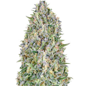Семена сорта Auto Pineapple Glue fem (Advanced Seeds)