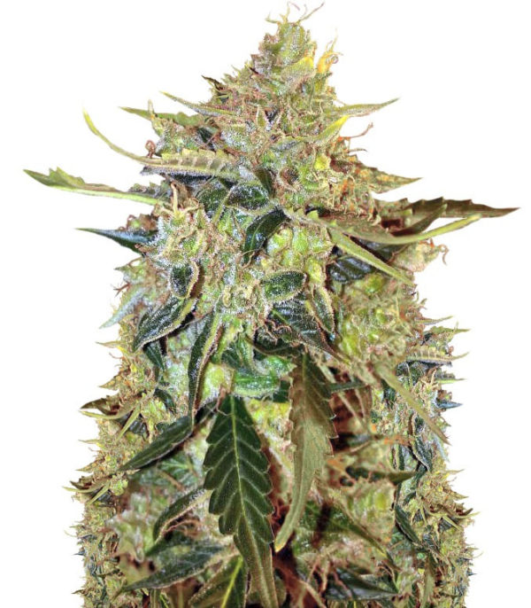 Auto American Pie fem (Pyramid Seeds)