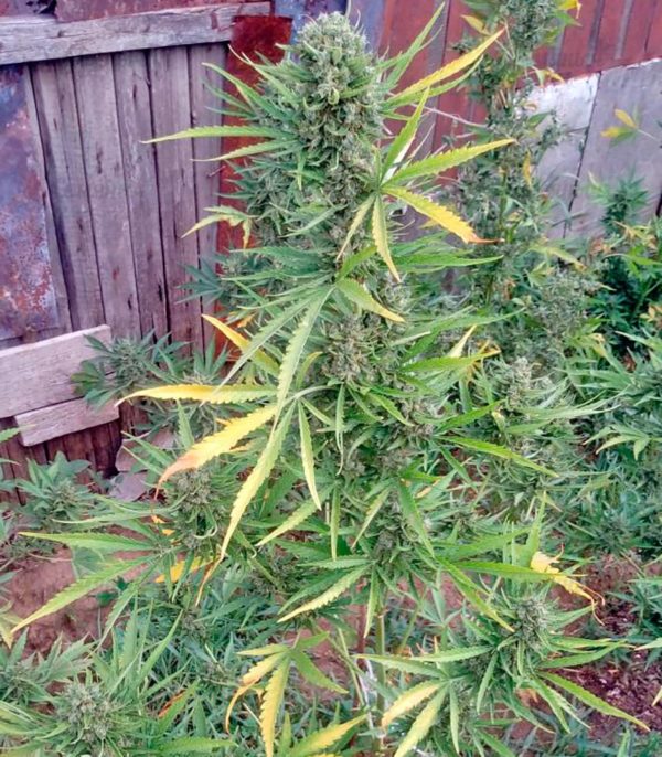 Семена сорта Auto Chocolate Skunk fem (00 Seeds) — изображение 2