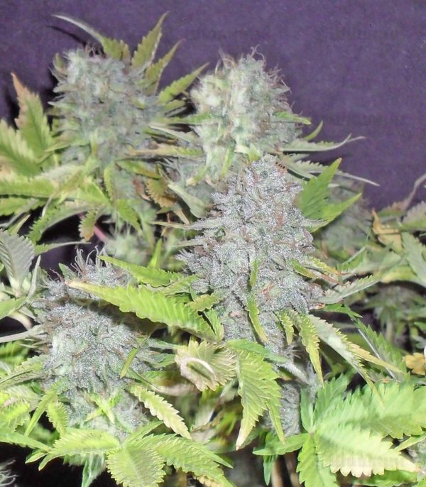Семена сорта Blue Kripple fem (Dr. Krippling Seeds) — изображение 2