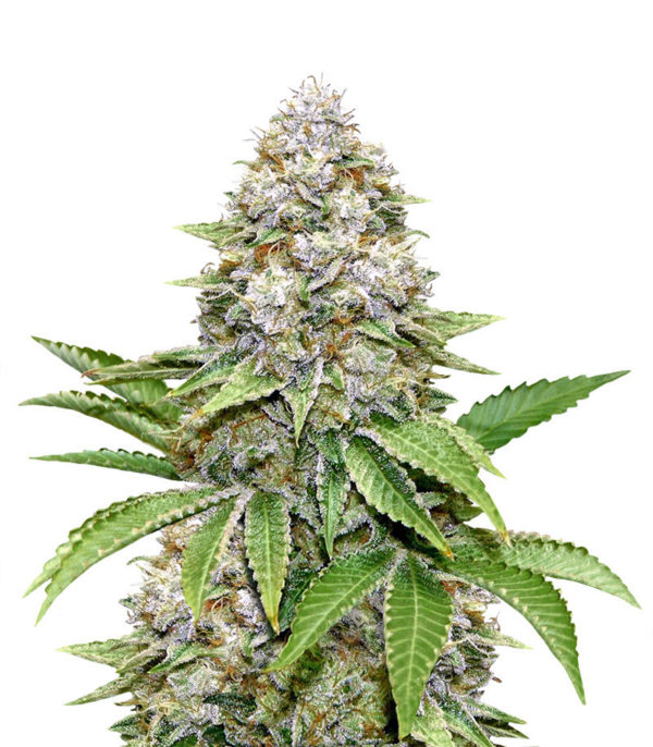 Bruce Banner #3 fem (Original Sensible Seeds)