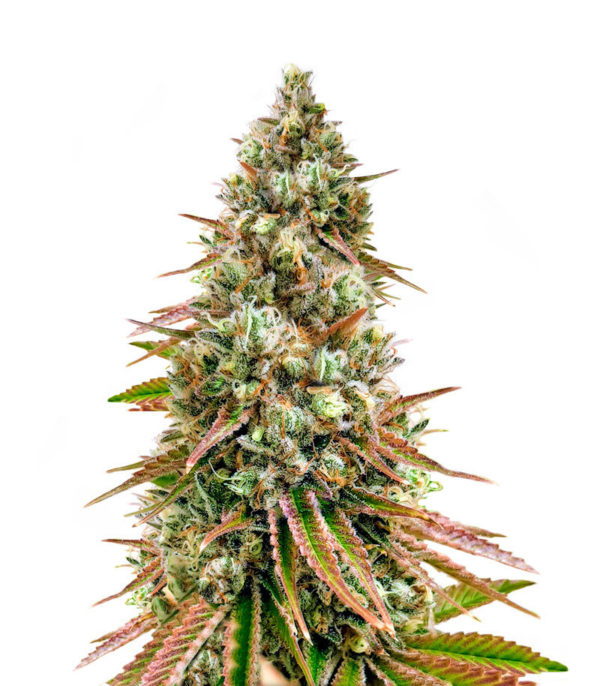 Bruce Banner #3 fem (Herbies Seeds)