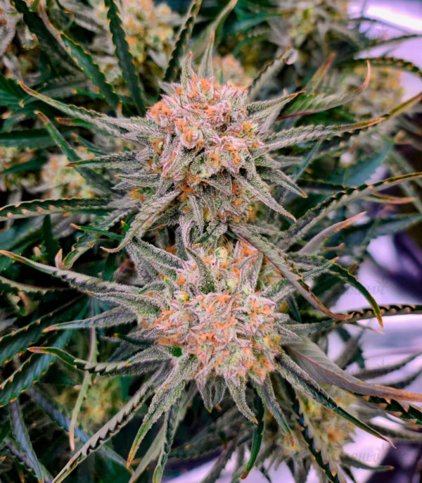 Семена сорта Bruce Banner Auto fem (Sweet Seeds) — изображение 3