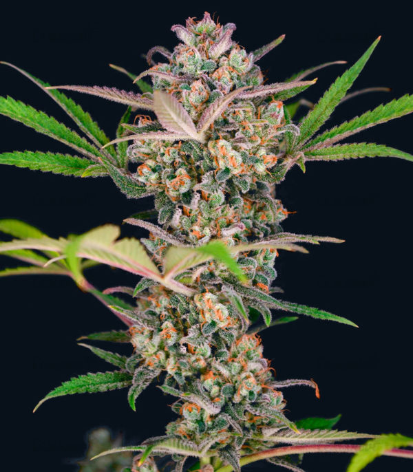 Семена сорта Bruce Banner Auto fem (Sweet Seeds) — изображение 2