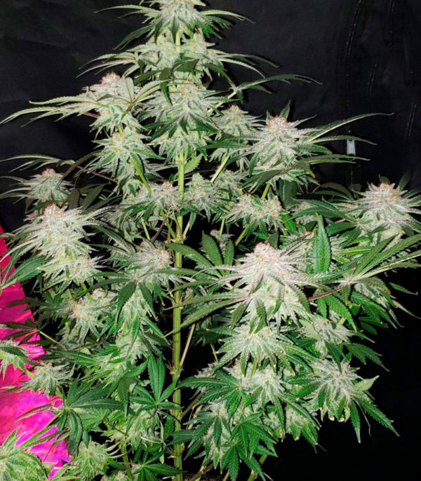 Семена сорта Cafe Racer fem (Blimburn Seeds) — изображение 2