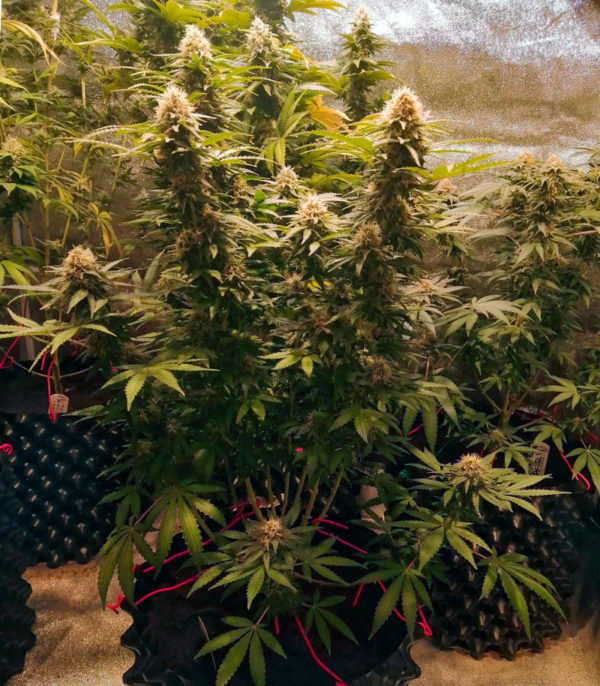 Семена сорта Cafe Racer fem (Blimburn Seeds) — изображение 3