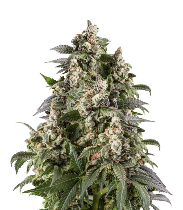 Семена сорта Cafe Racer fem (Blimburn Seeds)