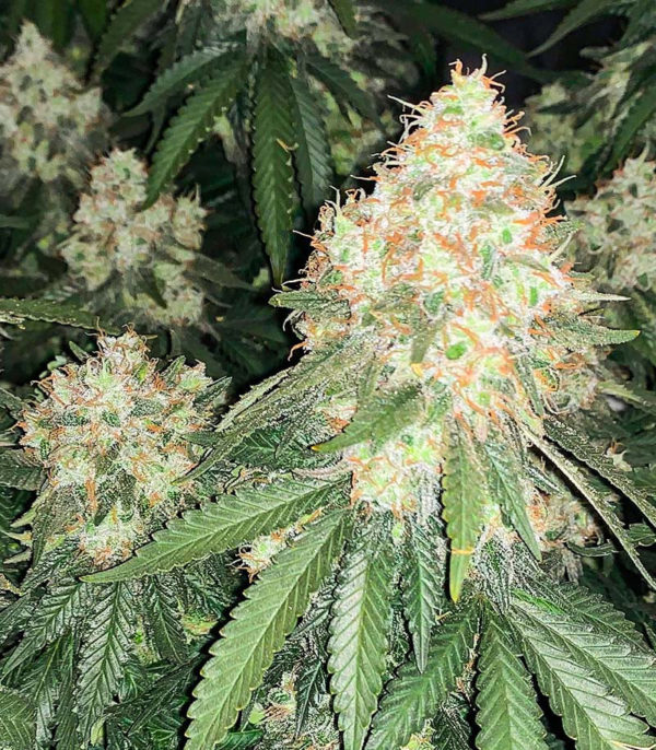 Семена сорта Cherry Pie fem (Advanced Seeds) — изображение 2