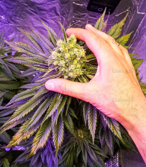 Семена сорта Gelato #33 Fast fem (Advanced Seeds) — изображение 2