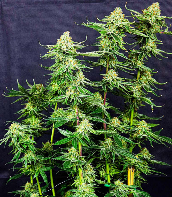Семена сорта Gelato #33 fem (Advanced Seeds) — изображение 2