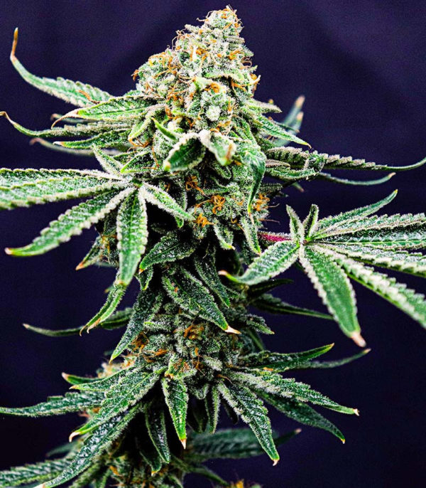 Семена сорта Gelato #33 fem (Advanced Seeds) — изображение 3
