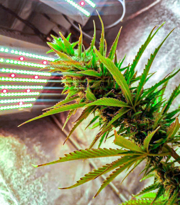 Семена сорта Gelato fem (Cali Buds Seeds) — изображение 2