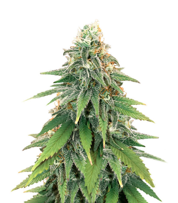 Godzilla Glue #4 fem (Herbies Seeds)