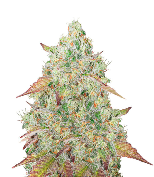 Grandmommy Purple fem (Herbies Seeds)
