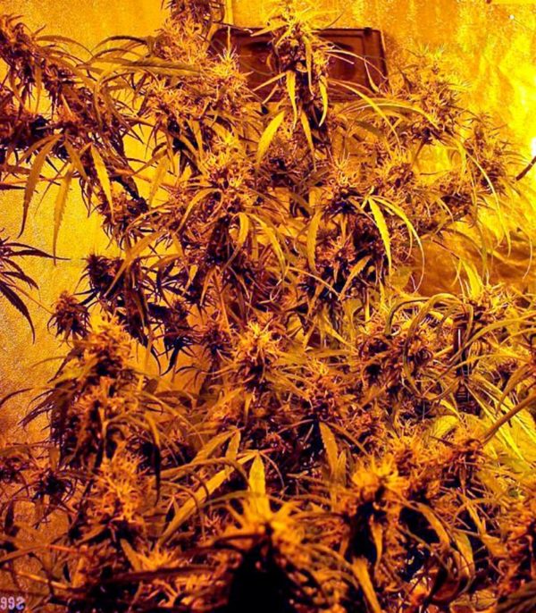 Семена сорта Hawaii Maui Waui fem (Nirvana Seeds) — изображение 3