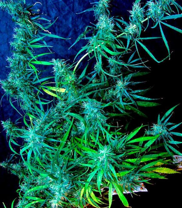 Семена сорта Hawaii Maui Waui fem (Nirvana Seeds) — изображение 2