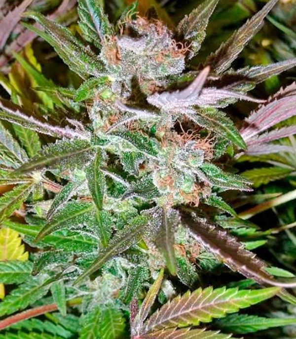 Семена сорта Ice fem (Nirvana Seeds) — изображение 2