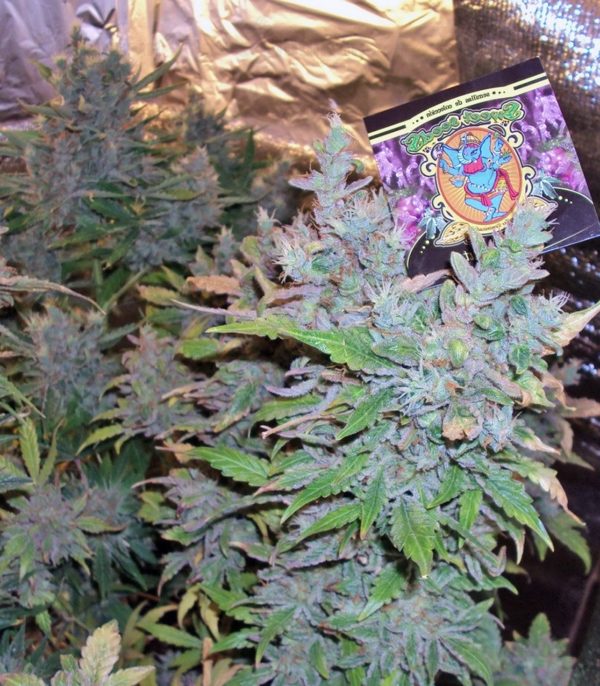 Семена сорта Cream 47 fem (Sweet Seeds) — изображение 3