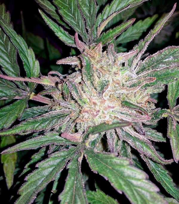 Семена сорта Cream 47 fem (Sweet Seeds) — изображение 2