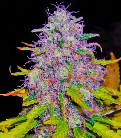 Jock Horror regular (Nirvana Seeds) — изображение 2