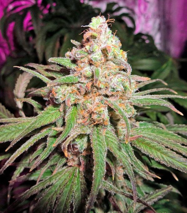 Семена сорта Kaya Gold fem (Nirvana Seeds) — изображение 2