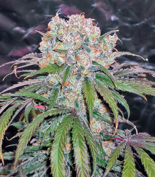 Семена сорта Kaya Gold fem (Nirvana Seeds) — изображение 4