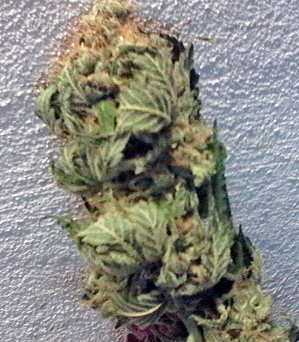 Семена сорта Kaya Gold fem (Nirvana Seeds) — изображение 3
