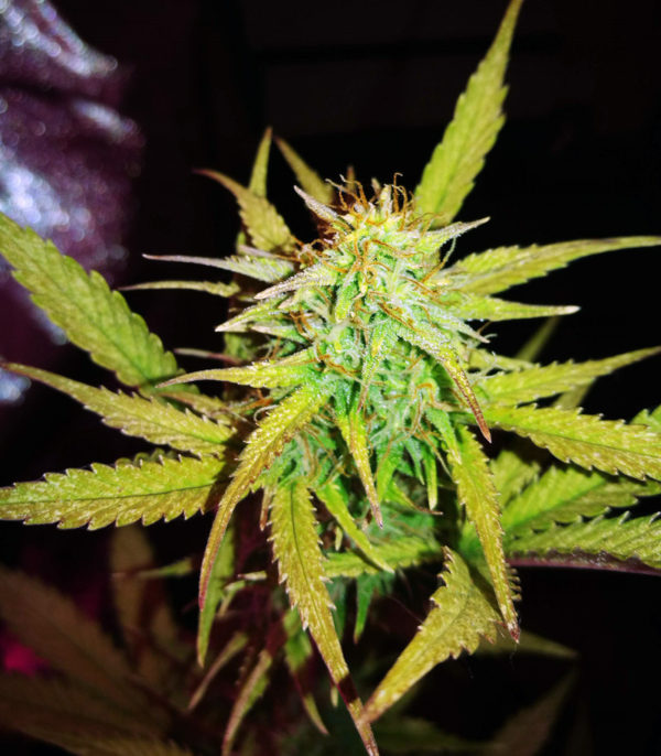 Lemon AK auto fem (FastBuds) семена конопли — изображение 2