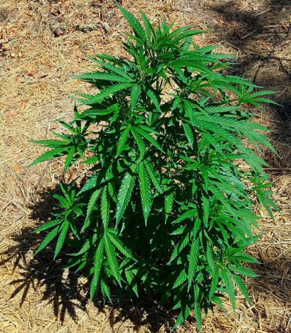 Семена сорта Mind Can'trol fem (Dr. Krippling Seeds) — изображение 2
