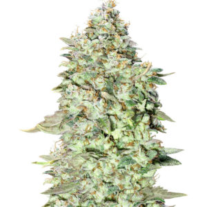 Семена сорта OG Kush S.F.V. fem (Advanced Seeds)