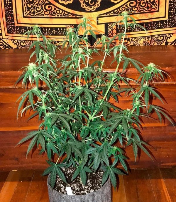 Семена сорта OG Kush Auto fem (Dr. Krippling Seeds) — изображение 2