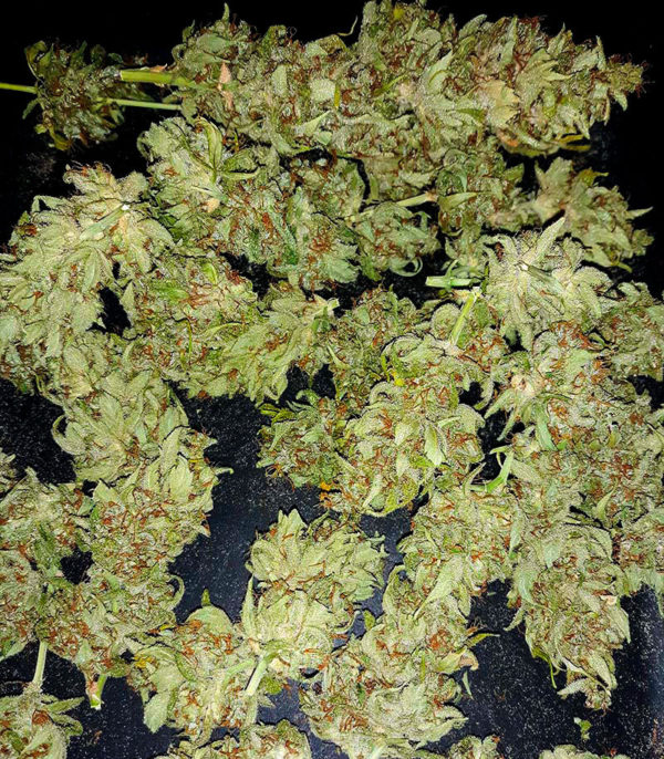 Семена сорта Pineapple Glue fem (Advanced Seeds) — изображение 2