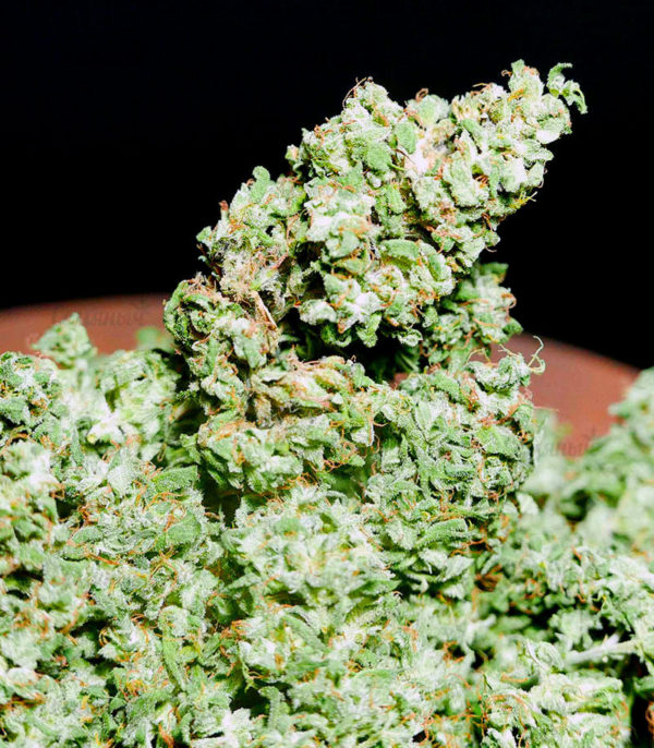 Семена сорта Pineapple Glue fem (Advanced Seeds) — изображение 3