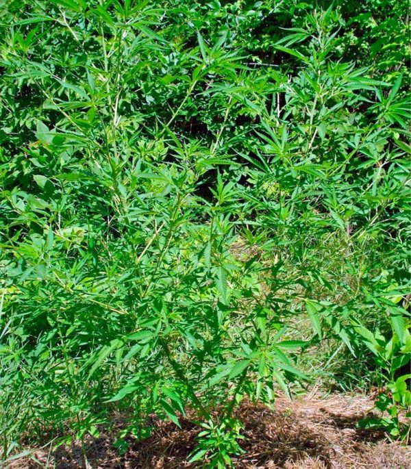 Семена сорта Purple Paro Valley fem (Mandala Seeds) — изображение 3